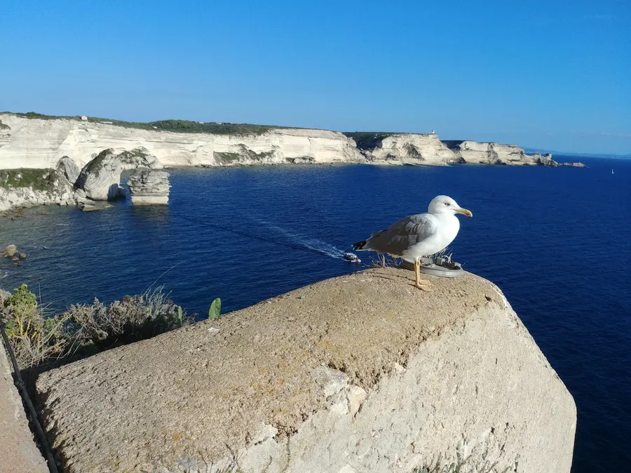 Bonifacio · 2019
